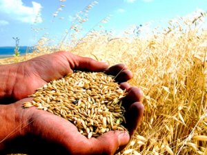 Konya Ticaret Borsası'nda günün fiyatları