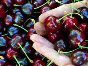 Konya kiraz üretiminde kaçıncı?
