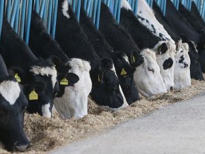 Toplanan inek sütü miktarı mayısta azaldı