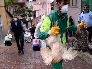 Dört katlı binaya "tavuk operasyonu"