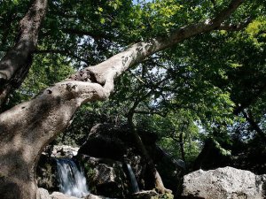 Anadolu 'doğal park' zengini