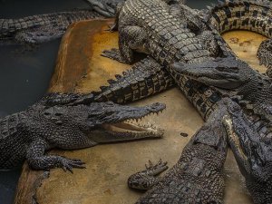 Avustralya’da timsah saldırısına uğrayan kadın kayboldu