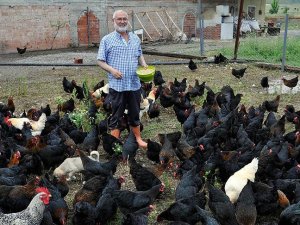 Yediği yumurtaları beğenmeyip tavuk çiftliği kurdu