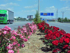 Karaman'da şehir girişleri çiçek gibi