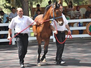 Safkan Arap taylarından 1,8 milyon lira gelir elde edildi