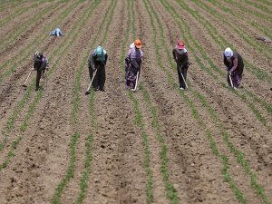 Tarlaların ince işçileri 'çapacı kadınlar'