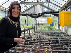 Milli patates kadın eliyle tanıtılacak