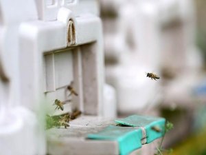 Ramazanda arı ürünleri tüketilmesi tavsiyesi