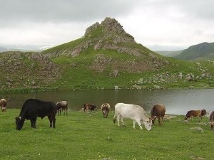 DAP ve KOP'un faaliyet alanındaki il sayısı arttı