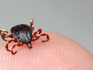Mesire yerleri için kene uyarısı