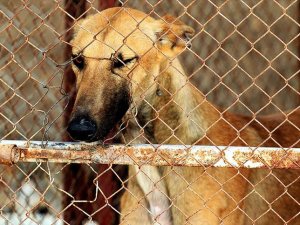 Köpekler için 11 milyon imza toplandı