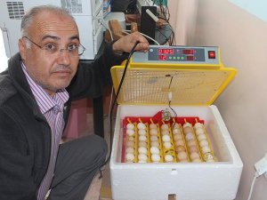 Yumurta getiren köylüye civciv veriyor