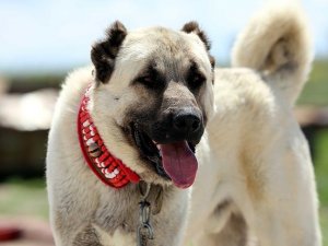 'Çipli Kangal köpeği' alıcısına güven veriyor