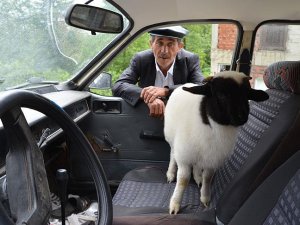 Kuzusunu yanından ayırmıyor