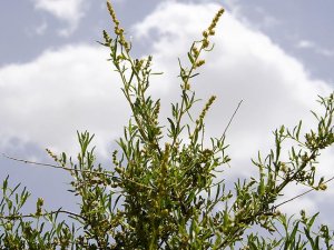 Karapınar erozyonla mücadelede başarıyı o bitkiye borçlu