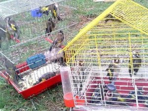 Kuş kaçakçısına 460 bin lira ceza uygulandı