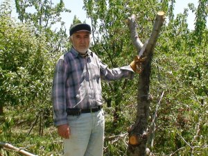Üreticiler kiraz ağaçlarını kesmeye başladı