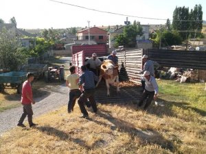 Seydişehir'de köylüye süt ineği dağıtıldı