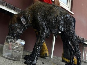 Zifte yapışan köpek yavrusu kurtarıldı