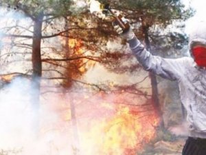 PKK'nın yeni hedefi milli ormanlar