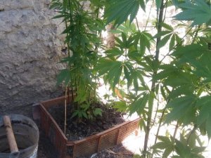 Saksı ve kasa içerisinde kenevire jandarma baskını