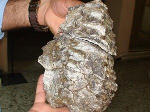 Konya'da mamut fosili bulundu
