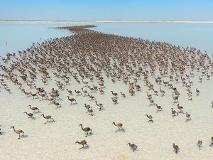 Tuz Gölü'nde 'flamingo kreşi'