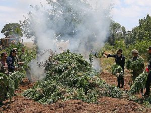 Lice'de 5 günde 20 milyon kök kenevir imha edildi