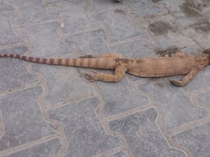 Şanlıurfa’da nesli tükenen çöl varanı öldürüldü