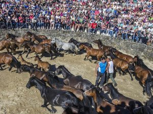 İspanya'da 500 yıllık at güreşi festivali