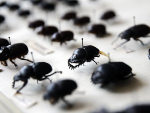 Emekli profesör 25 bin böceklik koleksiyon oluşturdu