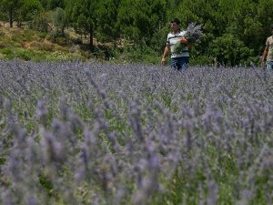Sakin şehirde 'lavanta' esintisi