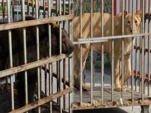 İstanbul’da AVM bahçesinde ayı ve aslan bulundu