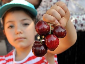 İhracat kirazı festivalde görücüye çıktı