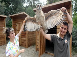 Puhu yavrusuna özel bakım