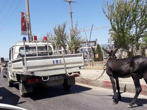 Eşeğe işkenceye skandal gibi ceza