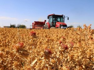 Şanlıurfa'da aspir yetiştirilebilecek