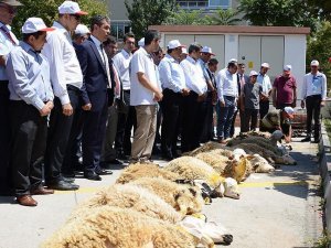 Darbe girişimi püskürtüldüğü için kurban kestiler