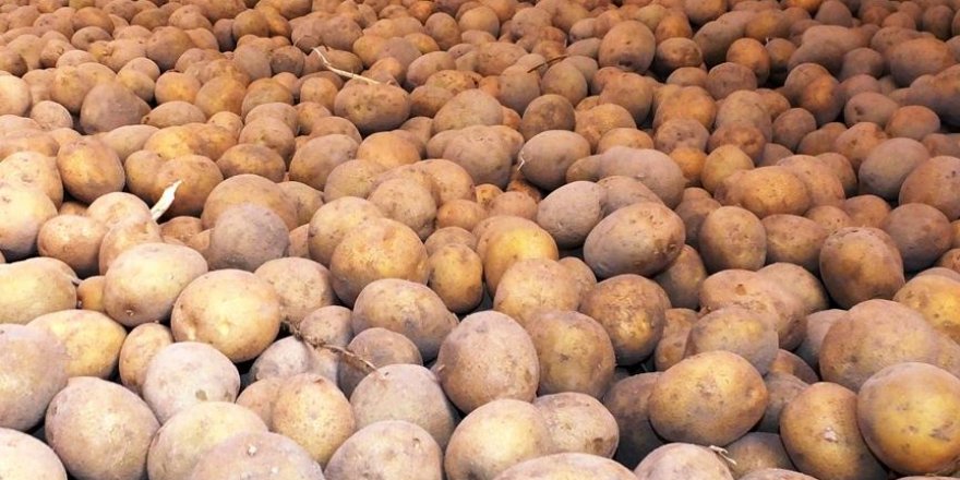 Patates tarlada 25 kuruş, pazarda 1,5 lira