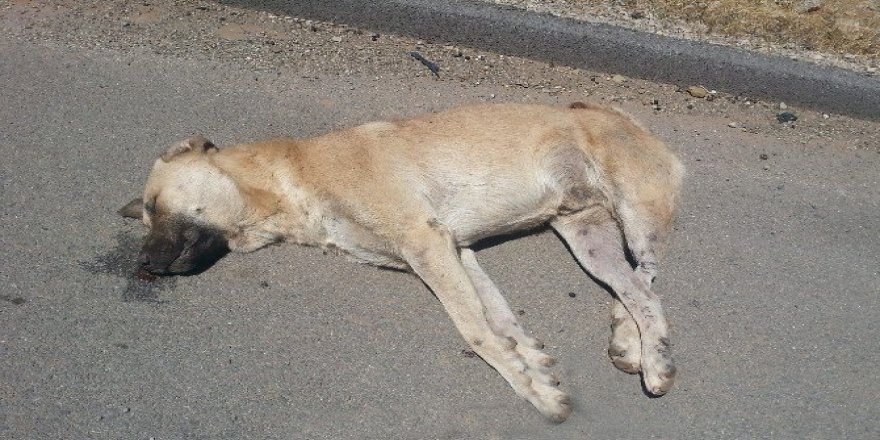 Kangal cinsi köpeklerin zehirlendiği iddia edildi