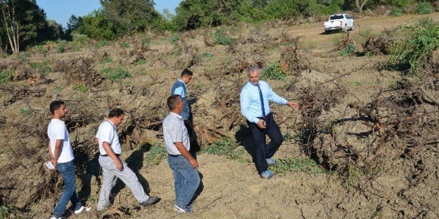 Mersin’de 152 hektar alanda endüstriyel ağaçlandırma çalışmaları yapılıyor