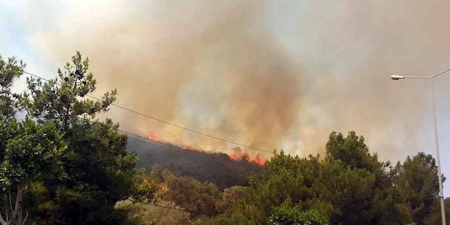 Bodrum'da orman yangını