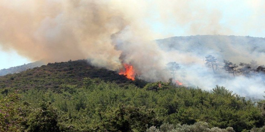 Bodrum’da korkutan yangın