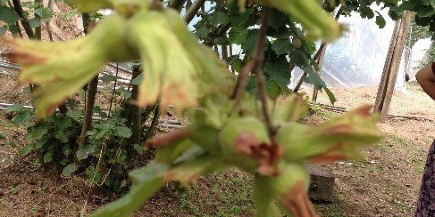 Giresun’da fındık toplama ücretleri belirlendi