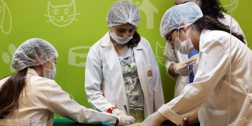 Evcil hayvanları keşfetmek için Minopolis’e
