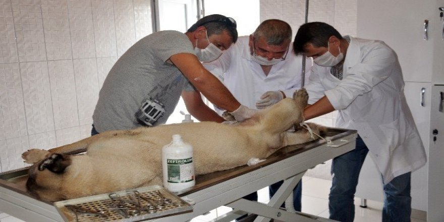 Hasta köpek tedavi edildi