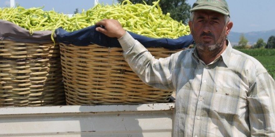 Yenişehir’de biber hasadı başladı