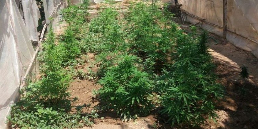 Milas’ta seradan uyuşturucu çıktı