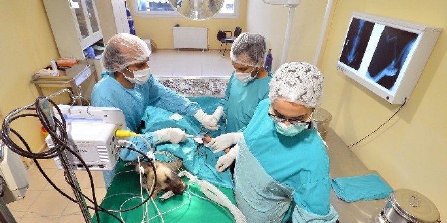 İki yılda 6 bin 314 sokak hayvanına acil müdahale