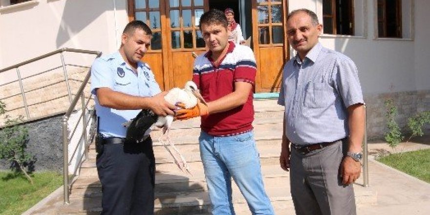 Yaralı yavru leyleğe zabıta sahip çıktı